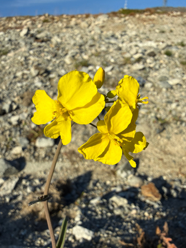 Brassica rapa, photograph 3