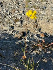 Brassica rapa, photograph (c) Ingvild Riska, some rights reserved (CC BY)