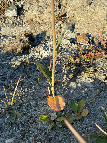 Brassica rapa, photograph 4