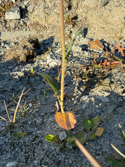 Brassica rapa, photograph (c) Ingvild Riska, some rights reserved (CC BY)
