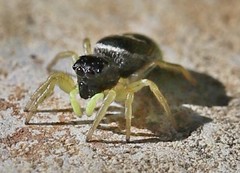 Heliophanus flavipes