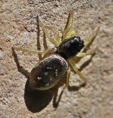 Heliophanus flavipes