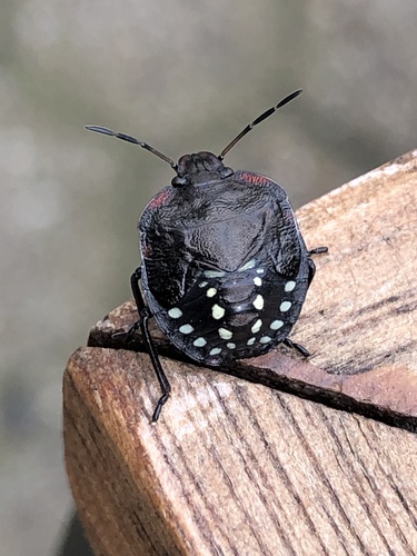 Southern Green Stink Bug