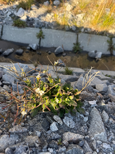 Arabis alpina, photograph 1