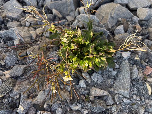 Arabis alpina, photograph 2