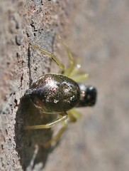 Heliophanus flavipes