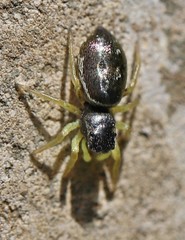 Heliophanus flavipes