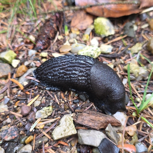 Black Slug