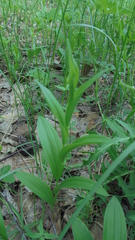Polygonatum humile