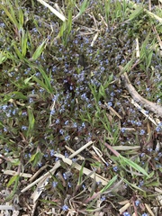 Myosotis ramosissima