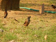 Acridotheres tristis