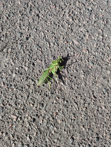 Great Green Bush-cricket