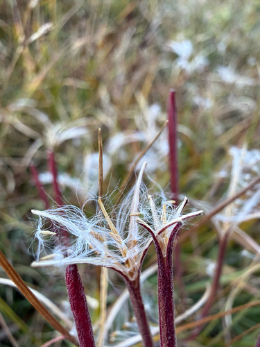 Epilobium palustre, photograph 3