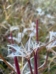 Epilobium palustre, photograph (c) Ingvild Riska, some rights reserved (CC BY)