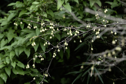 Styrax japonicus observed 2026-09-19