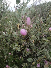 Malacothamnus gracilis