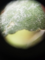 Malacothamnus gracilis