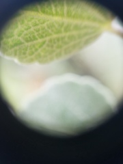 Malacothamnus gracilis