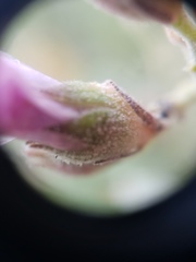 Malacothamnus gracilis