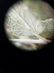 Malacothamnus gracilis