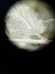 Malacothamnus gracilis