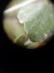 Malacothamnus gracilis