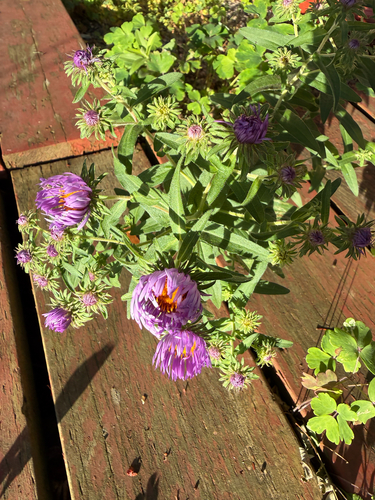 New England aster