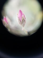 Malacothamnus gracilis