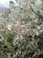 Malacothamnus gracilis