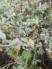 Malacothamnus gracilis