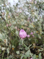 Malacothamnus gracilis