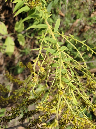 Canada goldenrod