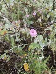 Malacothamnus gracilis