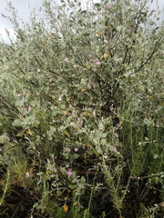 Malacothamnus gracilis