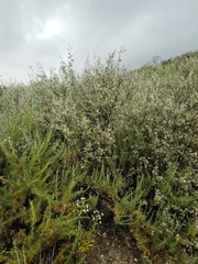 Malacothamnus gracilis