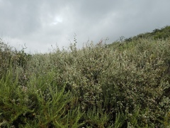 Malacothamnus gracilis