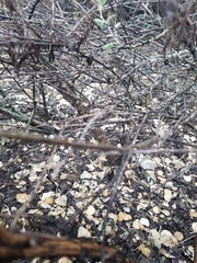 Malacothamnus gracilis