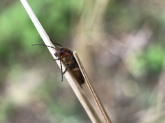 Atalantycha bilineata