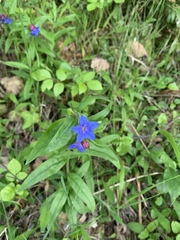 Aegonychon purpurocaeruleum
