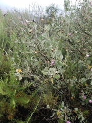 Malacothamnus gracilis