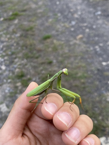 European Mantis