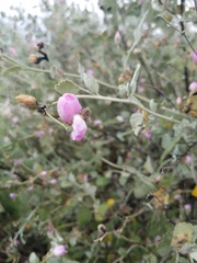 Malacothamnus gracilis