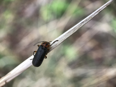 Atalantycha bilineata