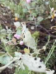 Malacothamnus gracilis