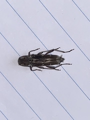 Xylotrechus smei