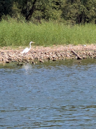 Great Egret