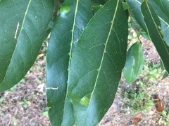 Laurus nobilis