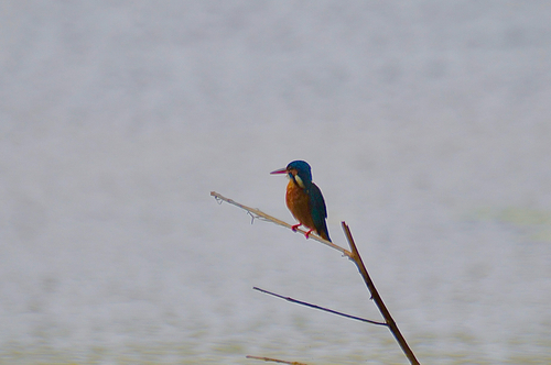 Common Kingfisher