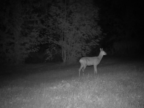 Western Roe Deer