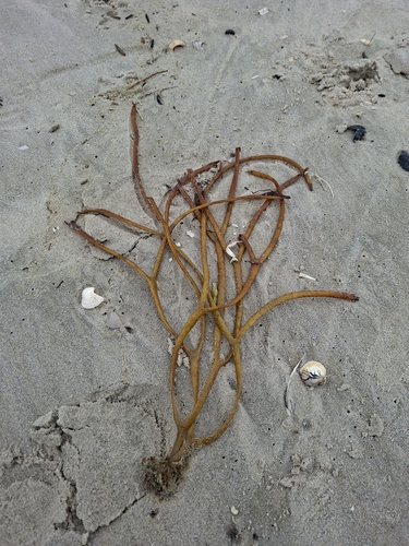 Thongweed